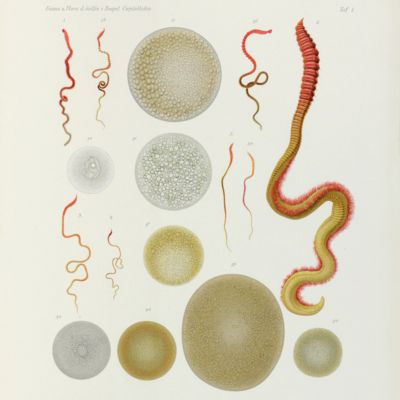 Fauna und Flora des Golfes von Neapel und der angrenzenden Meeres-Abschnitte herausgegeben von de zoologischen Station zu Neapel. XVI. Monographie: Die Capitelliden. Monographie der Capitelliden des Golfes von Neapel und der angrenzenden Meeres-Abschnitte, nebst Untersuchungen zur vergleichenden Anatomie und Physiologie.