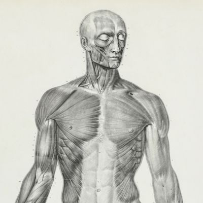 Anatomie élémentaire. [Two fine anatomical plates]