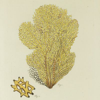 Gorgonian. [Plate II From: "Die Pflanzenthiere in Abbildungen nach der Natur mit Farben erleuchtet nebst Beschreibungen"].