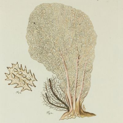 Gorgonian. [Plate III From: "Die Pflanzenthiere in Abbildungen nach der Natur mit Farben erleuchtet nebst Beschreibungen"].