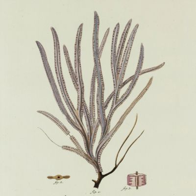 Gorgonian. [Plate VII From: "Die Pflanzenthiere in Abbildungen nach der Natur mit Farben erleuchtet nebst Beschreibungen"].
