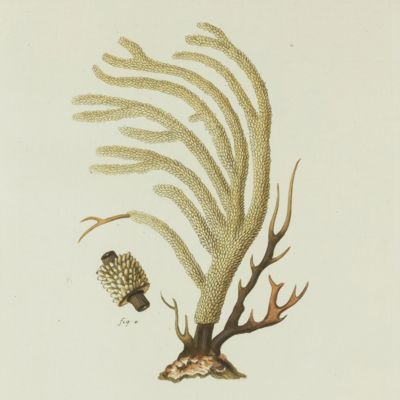 Gorgonian. [Plate VIII From: "Die Pflanzenthiere in Abbildungen nach der Natur mit Farben erleuchtet nebst Beschreibungen"].