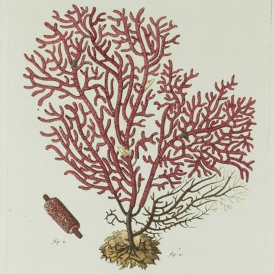 image for Gorgonian. [Plate IX.A From: "Die Pflanzenthiere in Abbildungen nach der Natur mit Farben erleuchtet nebst Beschreibungen"].