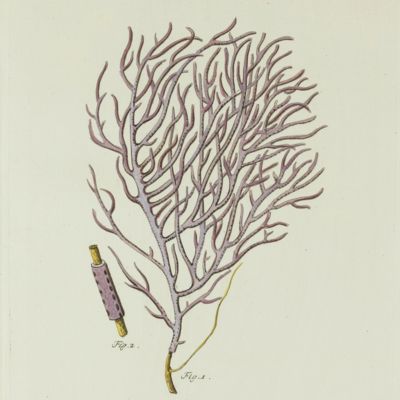 Gorgonian. [Plate XII From: "Die Pflanzenthiere in Abbildungen nach der Natur mit Farben erleuchtet nebst Beschreibungen"].