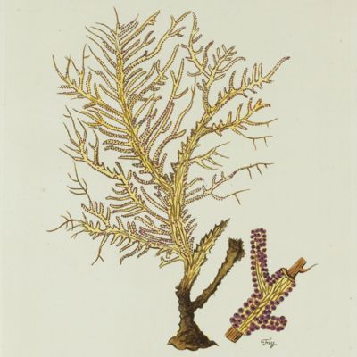 Gorgonian. [Plate XIII From: "Die Pflanzenthiere in Abbildungen nach der Natur mit Farben erleuchtet nebst Beschreibungen"].