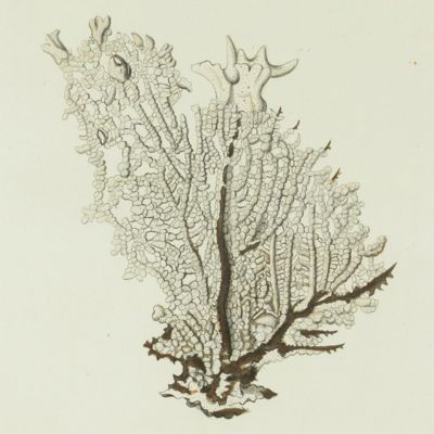 image for Gorgonian. [Plate XV From: "Die Pflanzenthiere in Abbildungen nach der Natur mit Farben erleuchtet nebst Beschreibungen"].