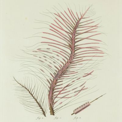 Gorgonian. [Plate XVII From: "Die Pflanzenthiere in Abbildungen nach der Natur mit Farben erleuchtet nebst Beschreibungen"].
