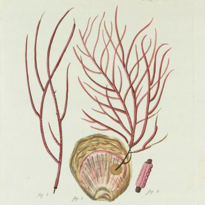 image for Gorgonian. [Plate XIX From: "Die Pflanzenthiere in Abbildungen nach der Natur mit Farben erleuchtet nebst Beschreibungen"].
