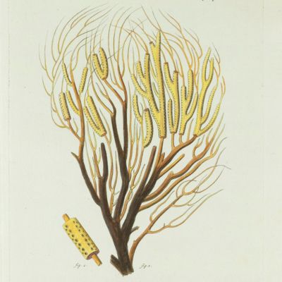 Gorgonian. [Plate XXII From: "Die Pflanzenthiere in Abbildungen nach der Natur mit Farben erleuchtet nebst Beschreibungen"].