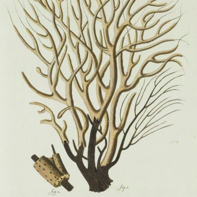 image for Gorgonia. [Plate Gorg. XXIV From: "Die Pflanzenthiere in Abbildungen nach der Natur mit Farben erleuchtet nebst Beschreibungen"].