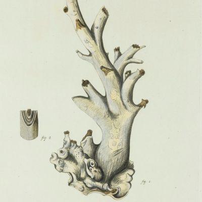Gorgonian. [Plate XXV From: "Die Pflanzenthiere in Abbildungen nach der Natur mit Farben erleuchtet nebst Beschreibungen"].
