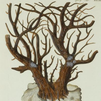 Gorgonian. [Plate XXVII From: "Die Pflanzenthiere in Abbildungen nach der Natur mit Farben erleuchtet nebst Beschreibungen"].