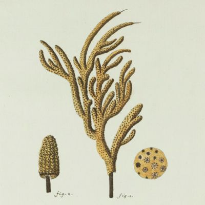 Gorgonian. [Plate XXX From: "Die Pflanzenthiere in Abbildungen nach der Natur mit Farben erleuchtet nebst Beschreibungen"].