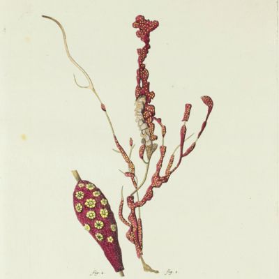 Gorgonian. [Plate XXXII From: "Die Pflanzenthiere in Abbildungen nach der Natur mit Farben erleuchtet nebst Beschreibungen"].