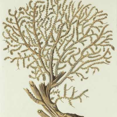 Gorgonian. [Plate XXXIV From: "Die Pflanzenthiere in Abbildungen nach der Natur mit Farben erleuchtet nebst Beschreibungen"].