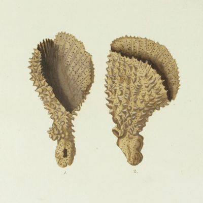 image for Sea Sponge. [Plate VII.A From: "Die Pflanzenthiere in Abbildungen nach der Natur mit Farben erleuchtet nebst Beschreibungen"].