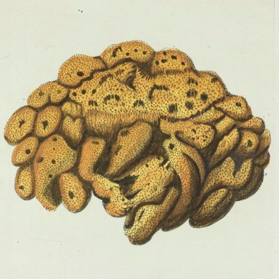 Sea Sponge. [Plate XVII From: "Die Pflanzenthiere in Abbildungen nach der Natur mit Farben erleuchtet nebst Beschreibungen"].
