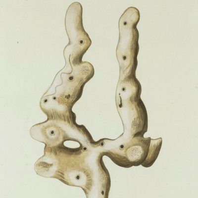 image for Sea Sponge. [Plate XIX From: "Die Pflanzenthiere in Abbildungen nach der Natur mit Farben erleuchtet nebst Beschreibungen"].