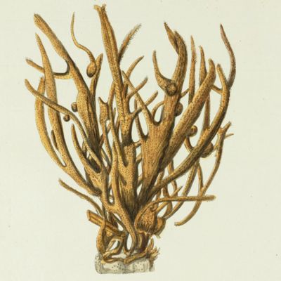 Sea Sponge. [Plate XXVIII From: "Die Pflanzenthiere in Abbildungen nach der Natur mit Farben erleuchtet nebst Beschreibungen"].