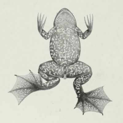 <em>Xenopus rothschildi [lithographed plate of an undescribed frog]</em>