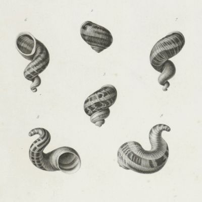 [Four large plates of Helicidae (s.l.)]