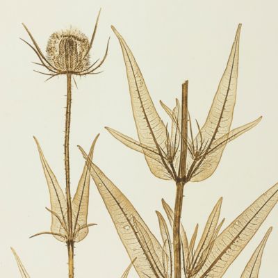 Physiotypia Plantarum Austriacarum. Der Naturselbstdruck in seiner Anwendung auf die Gefässpflanzen [Nature-printed plate 605]
