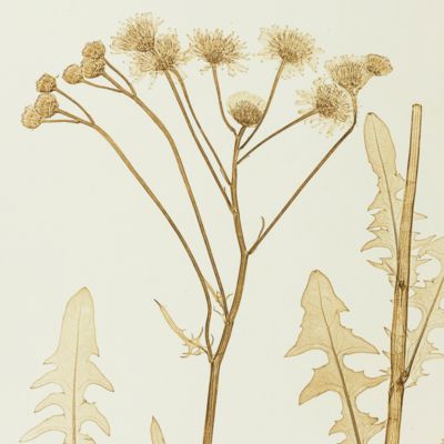 Physiotypia Plantarum Austriacarum. Der Naturselbstdruck in seiner Anwendung auf die Gefässpflanzen [Nature-printed plate 692]