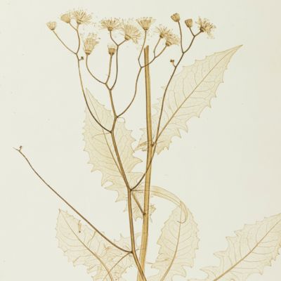 Physiotypia Plantarum Austriacarum. Der Naturselbstdruck in seiner Anwendung auf die Gefässpflanzen [Nature-printed plate 694]