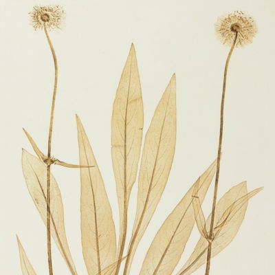 Physiotypia Plantarum Austriacarum. Der Naturselbstdruck in seiner Anwendung auf die Gefässpflanzen [Nature-printed plate 609]