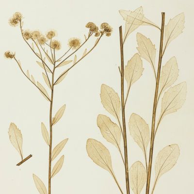Physiotypia Plantarum Austriacarum. Der Naturselbstdruck in seiner Anwendung auf die Gefässpflanzen [Nature-printed plate 621]