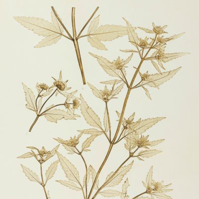Physiotypia Plantarum Austriacarum. Der Naturselbstdruck in seiner Anwendung auf die Gefässpflanzen [Nature-printed plate 630]