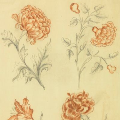 [18th-century floral design - carnations]