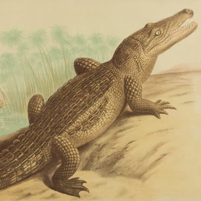 Crocodile [Very large print, framed].