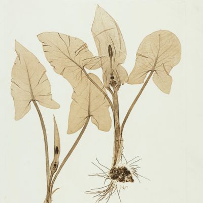Physiotypia Plantarum Austriacarum. Der Naturselbstdruck in seiner Anwendung auf die Gefässpflanzen [Nature-printed plates 197-198]
