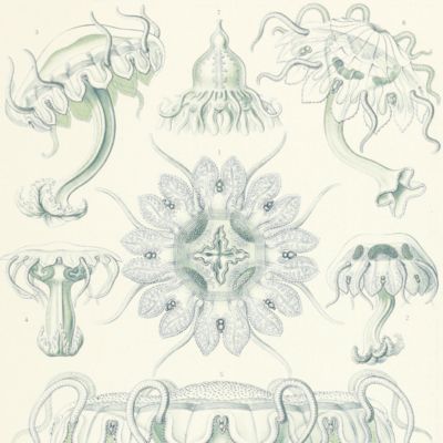 Kunstformen der Natur. Plate 18. <em>Limantha</em> - Discomedusae - Scheibenquallen [Jellyfish]
