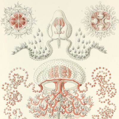 Kunstformen der Natur. Plate 46. <em>Gemmaria</em> - Anthomedusae - Blumenquallen [Jellyfish]