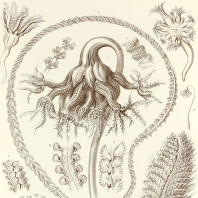 Kunstformen der Natur. Plate 19. <em>Pennatula</em> - Pennatulida - Federkorallen [Soft corals]