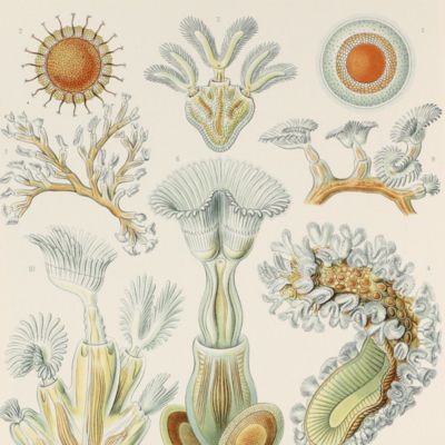 image for Kunstformen der Natur. Plate 23. <em>Cristatella</em> - Bryozoa - Moostiere [Bryozoa]