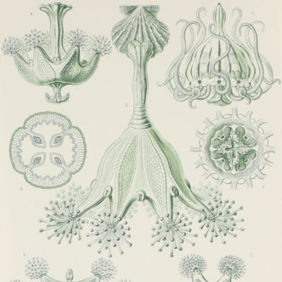 Kunstformen der Natur. Plate 48. <em> Lucernaria</em> - Stauromedusae - Becherquallen. [Jellyfish].
