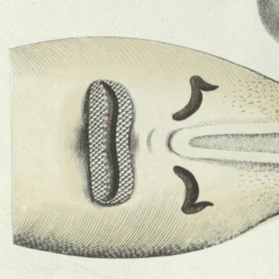 image for Allgemeine Naturgeschichte der Fische - Naturgeschichte der ausländischen Fische. Plate CXX "Embrio squali pristis. Ein ungebohrner Soegefisch. L'embrion de la scie." [Sawfish, unborn].