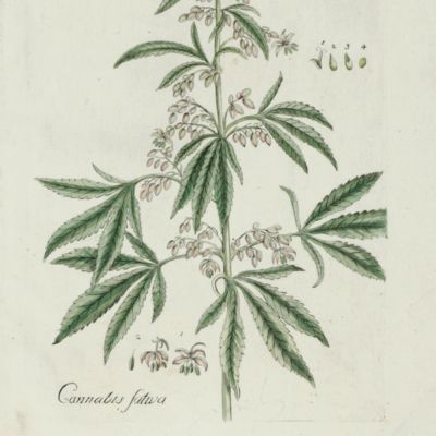 Botanica Pharmaceutica exhibens plantas officinalis quarum nomina indispensatoris recentur, cum Iconibus… Plate 245 <em>Cannabis sativa</em>. [Hemp].