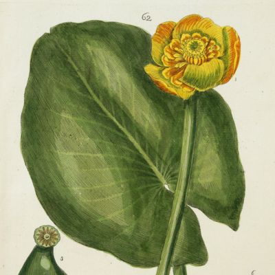 Botanica Pharmaceutica exhibens plantas officinalis quarum nomina indispensatoris recentur, cum Iconibus… Plate 62. <em>Nymphea lutea</em>. [Yellow water-lily].