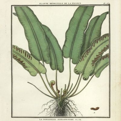 image for <em>Asplenium scolopendrium [Fern - from the Herbier de la France]</em>