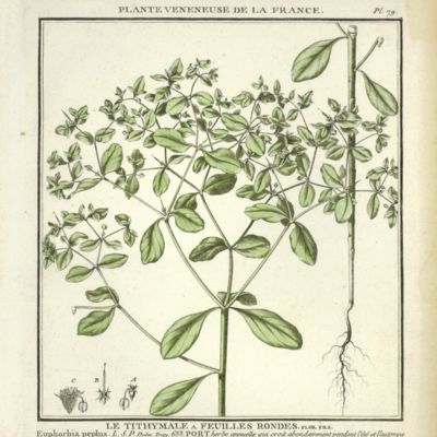 image for <em>Euphorbia peplus [from the Herbier de la France]</em>
