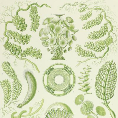 Kunstformen der Natur. Plate 64. <em>Caulerpa</em> - Siphoneae - Riesen-Algetten [calcareous algae]