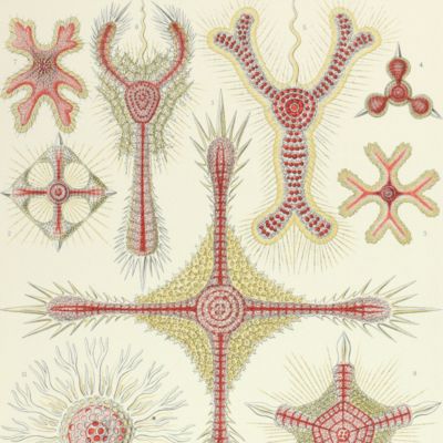 Kunstformen der Natur. Plate 11. <em>Heliodiscus</em> - Discoidea - Scheiben-Strahlinge [Diatomea].