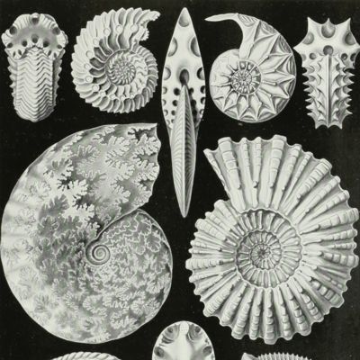 image for Kunstformen der Natur. Plate 44. Ammonites - Ammonitida - Ammonshörner [Ammonites]