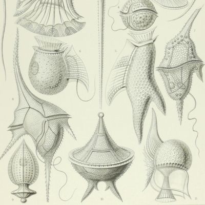 image for Kunstformen der Natur. Plate 14. <em> Peridinium</em>- Peridinea - Geißelhütschen [Dinoflagellate]