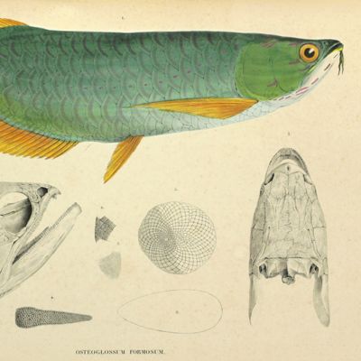 Beschrijving van een' nieuwen zoetwater-visch van Borneo, <em>Osteoglossum formosum</em>. [AND] Beschrijving van vier oost-Indische zeevisschen behoorende tot het geslacht <em>Amphacanthus</em>. [AND] Overzigt der uit de Sunda- en Moluksche zeeën bekende visschen van de geslachten <em>Amphiprion, Premnas, Pomacentrus, Clyphisodon, Dascyllus</em> en <em>Heliases</em>.