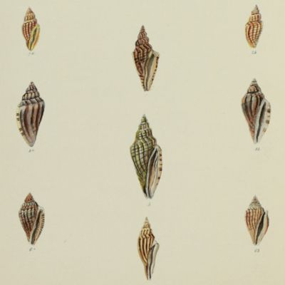 image for Conchologia Iconica. Monograph of the genus <em>Mangelia.</em>